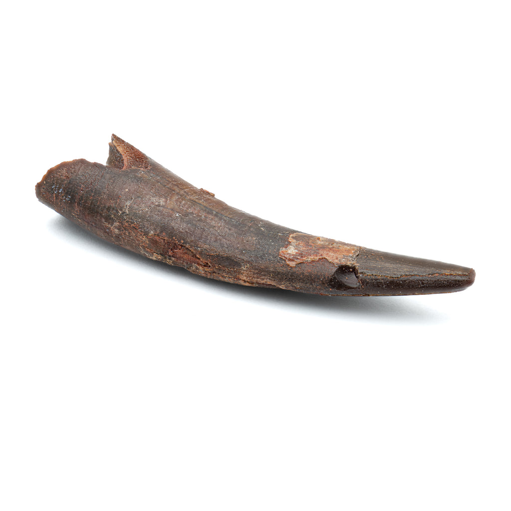 Pterosaur Tooth XL - SOLD 1.81 in