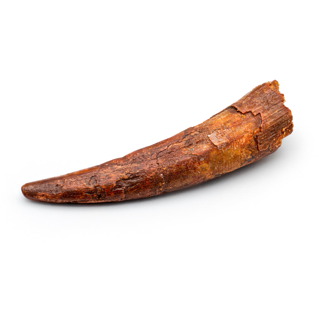 Pterosaur Tooth XL - 1.82 in