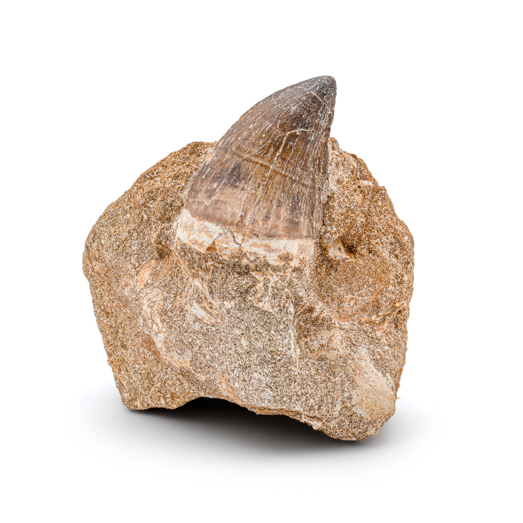 Mosasaur Tooth - 1.87" in Matrix