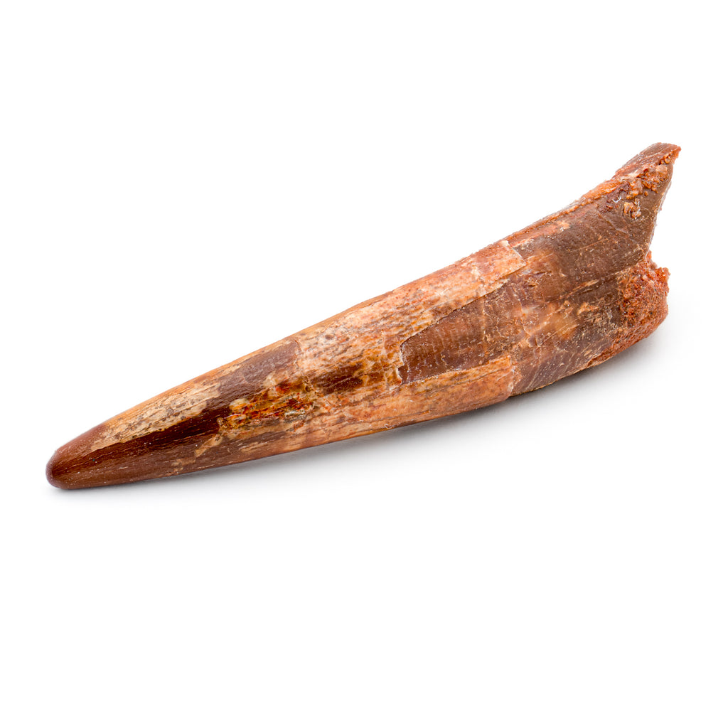 Pterosaur Tooth XL - 1.90 in