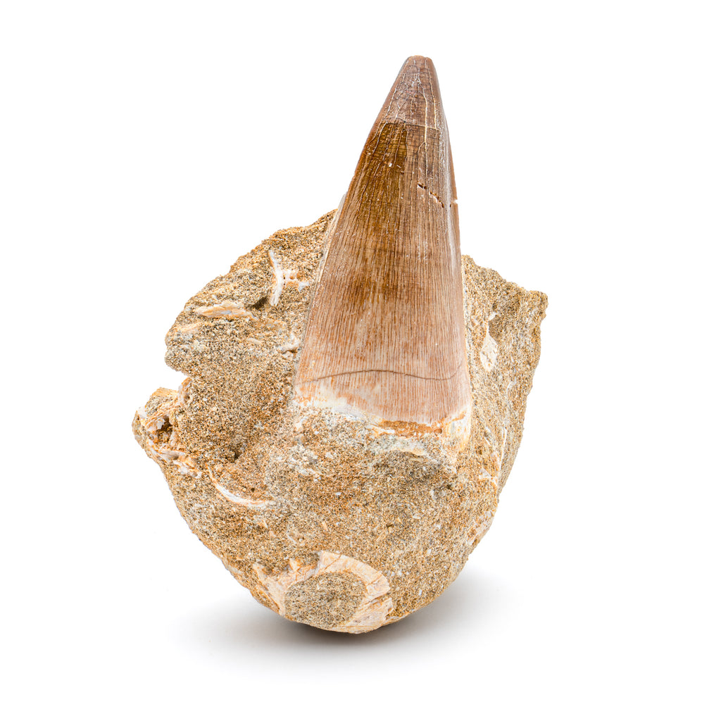 Mosasaur Tooth - SOLD 1.90" in Matrix
