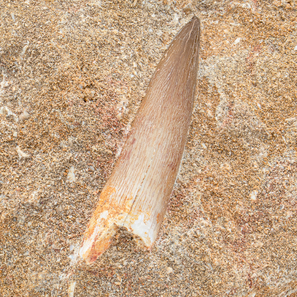 Plesiosaur Tooth in Matrix - 1.95"