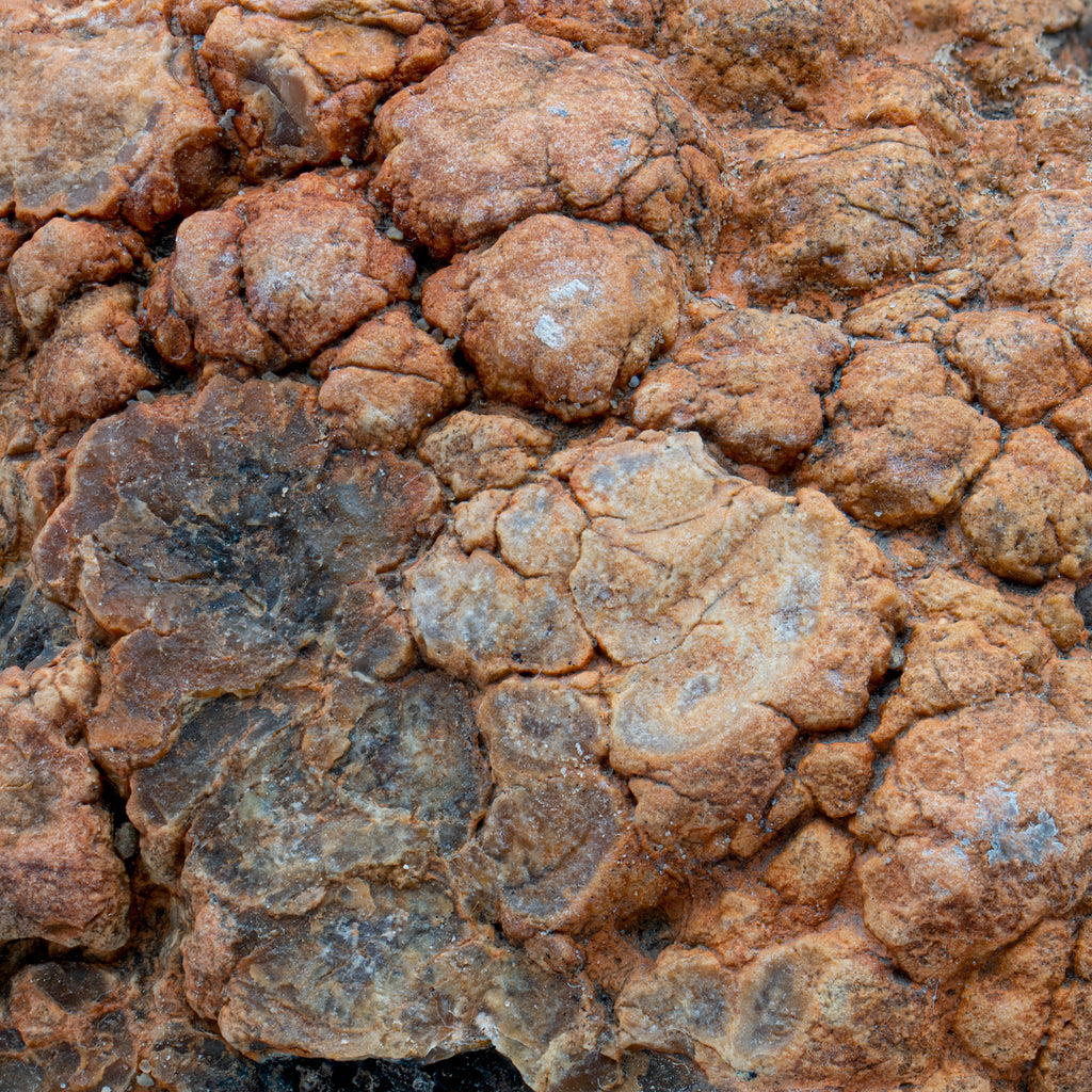 Dinosaur Dung (Coprolite) - 6.4 lb 19" CIRCUMFERENCE