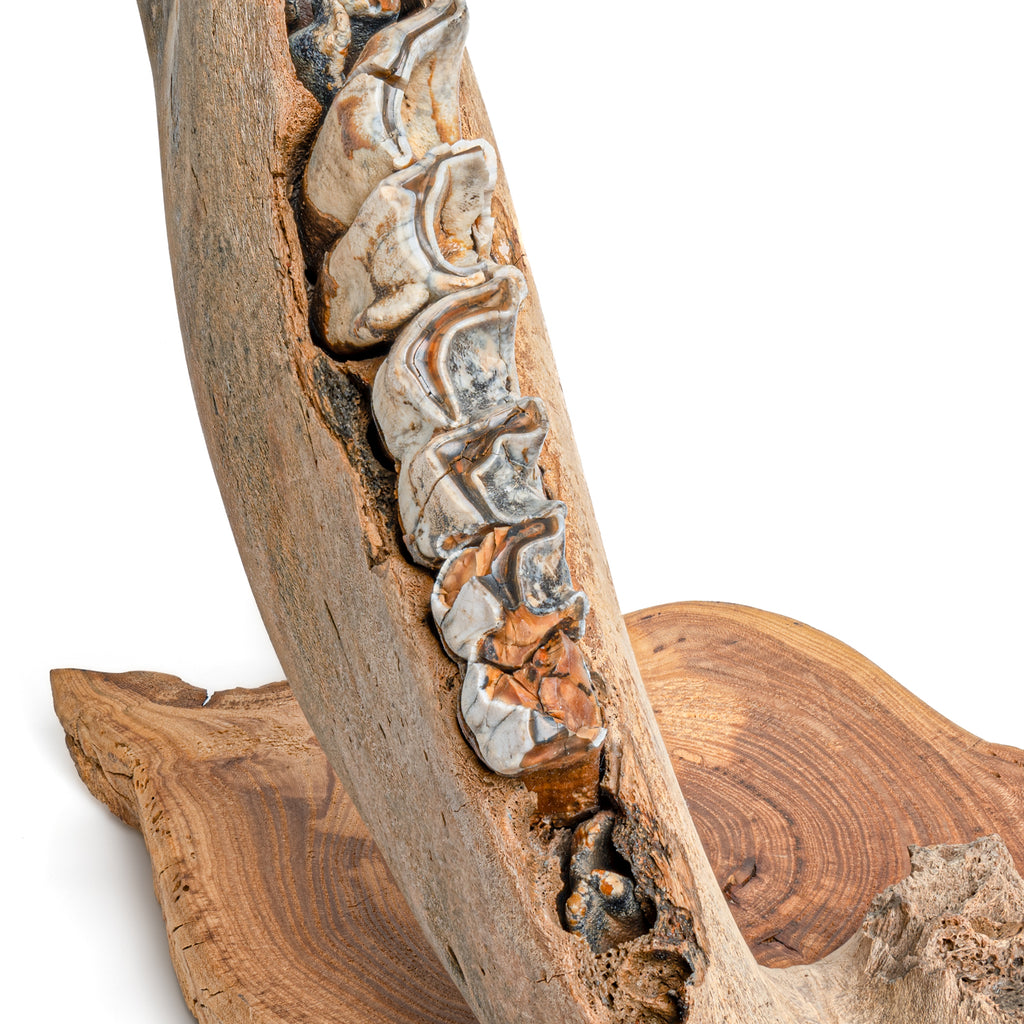 Woolly Rhinoceros Jaw - 19" Fossil with Embedded Teeth