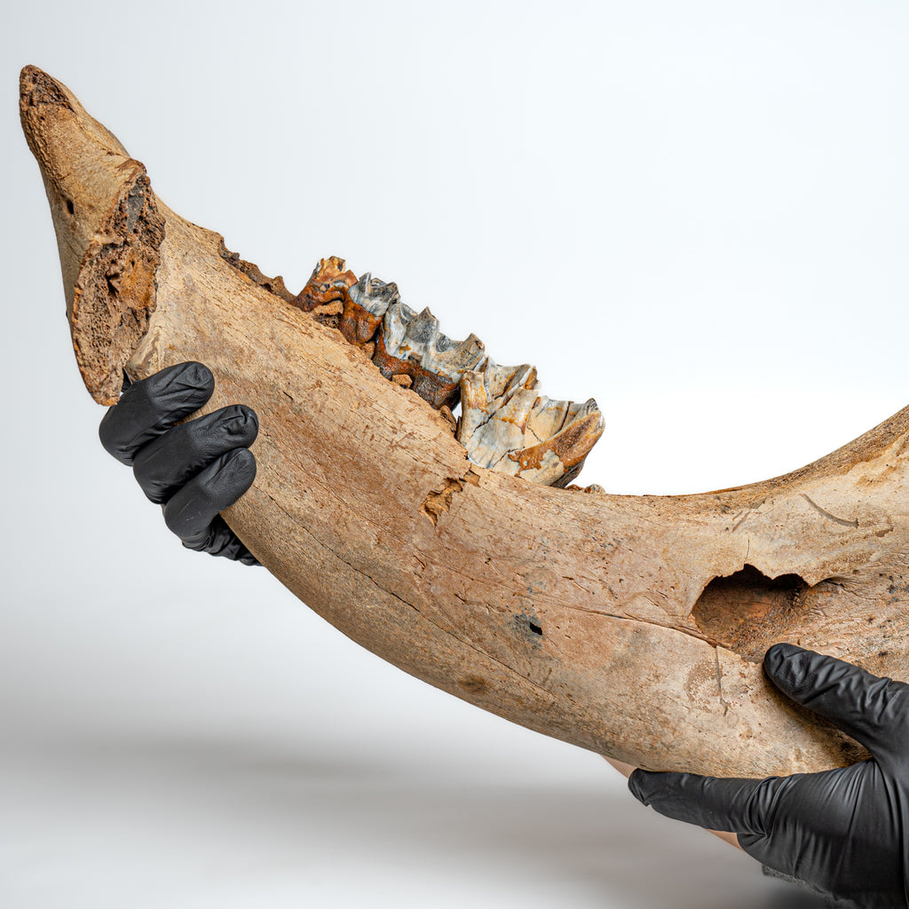 Woolly Rhinoceros Jaw - 19" Fossil with Embedded Teeth