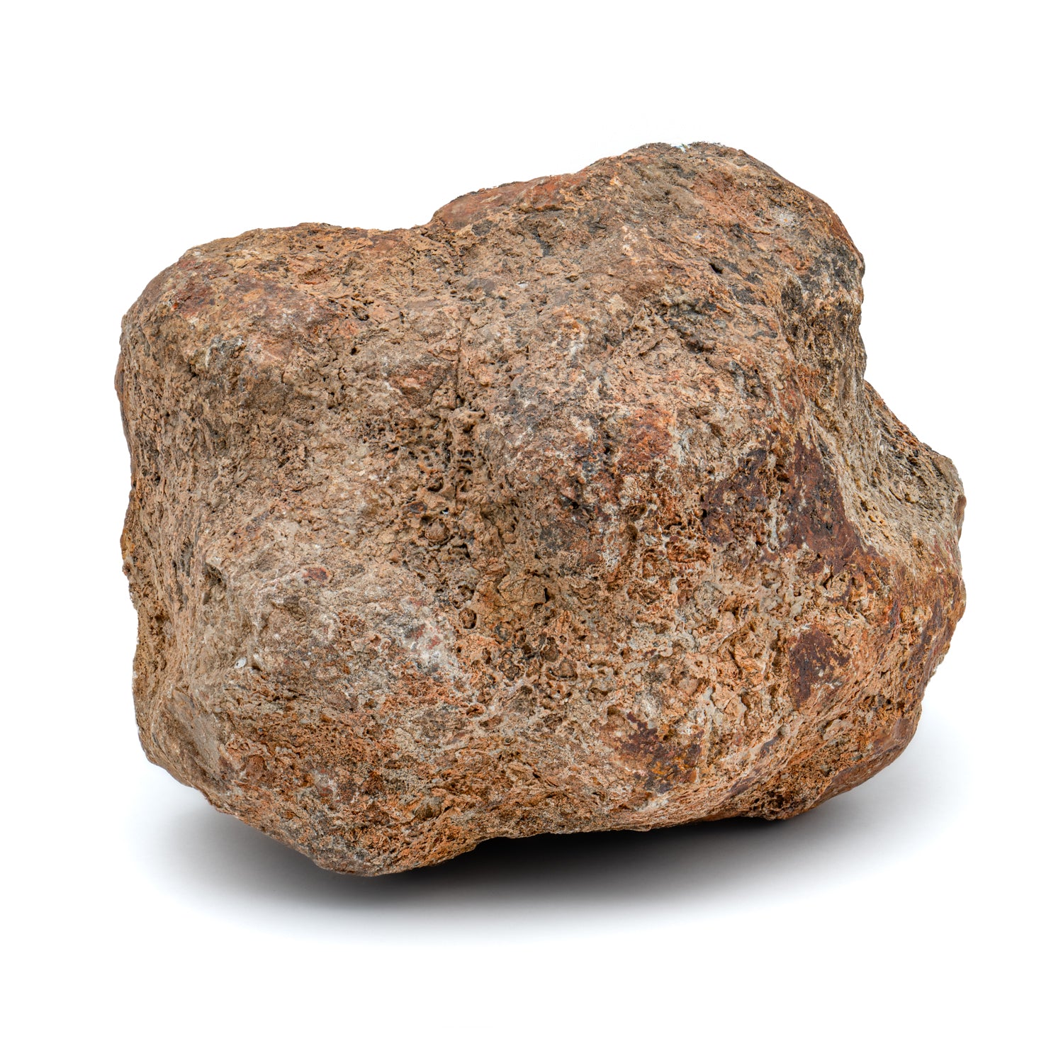 Polished Dinosaur Dung (Coprolite) Slice - Mini Museum Polished Dinosaur Dung (Coprolite) Slice - Mini Museum