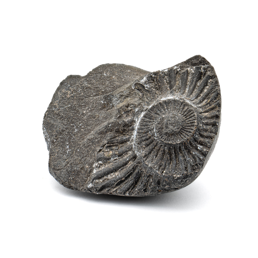 Tethys Ocean Shaligram Fossil - 2.09" Ammonite Shell