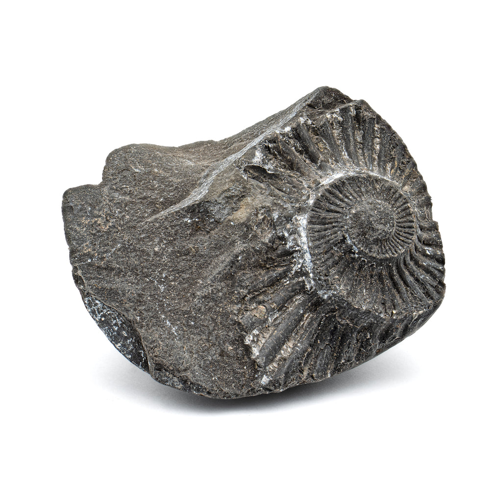 Tethys Ocean Shaligram Fossil - 2.09" Ammonite Shell