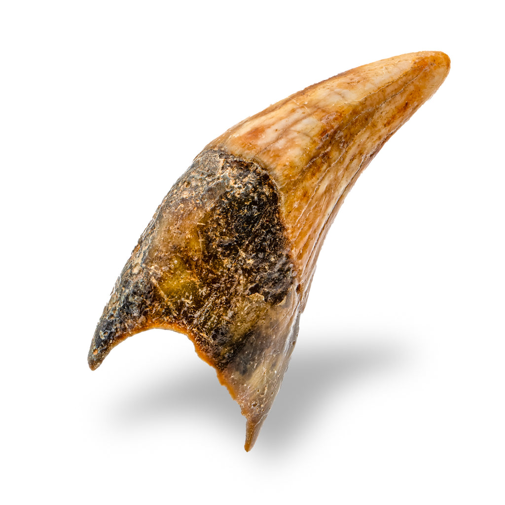 Cave Bear Tooth - SOLD 2.12" (Incisor)