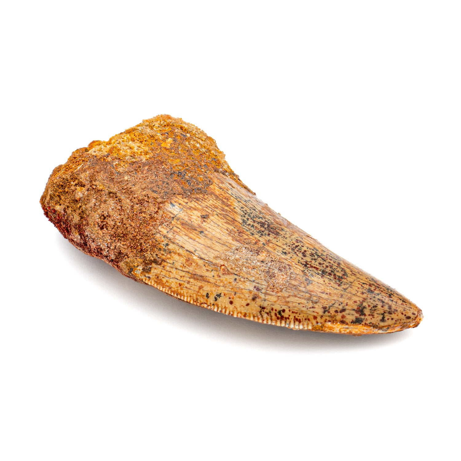 Carcharodontosaurus Tooth - SOLD 2.15