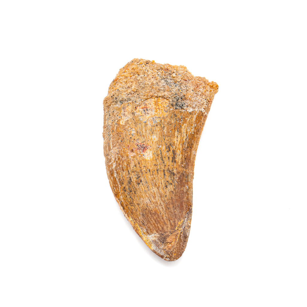 Carcharodontosaurus Tooth 2.24