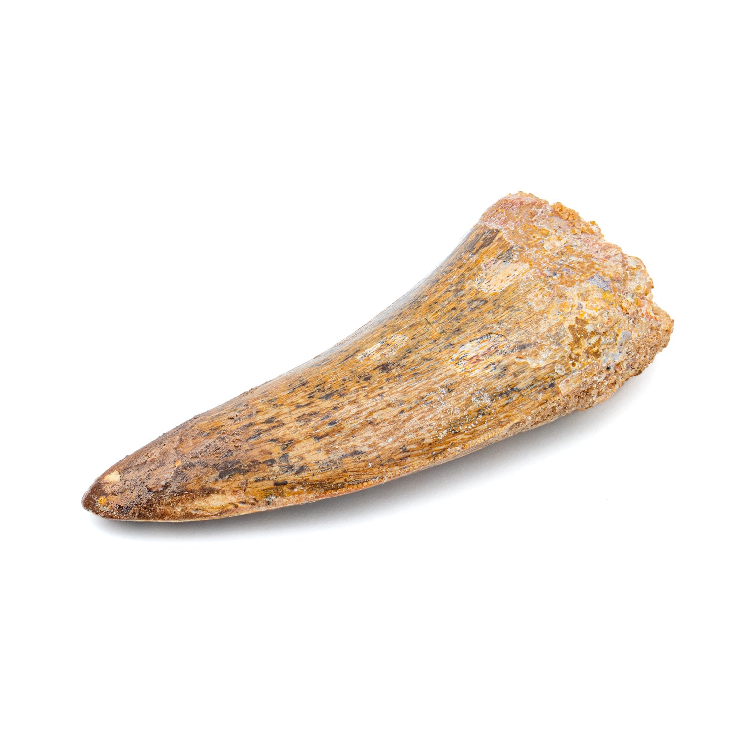 Carcharodontosaurus Tooth 2.24
