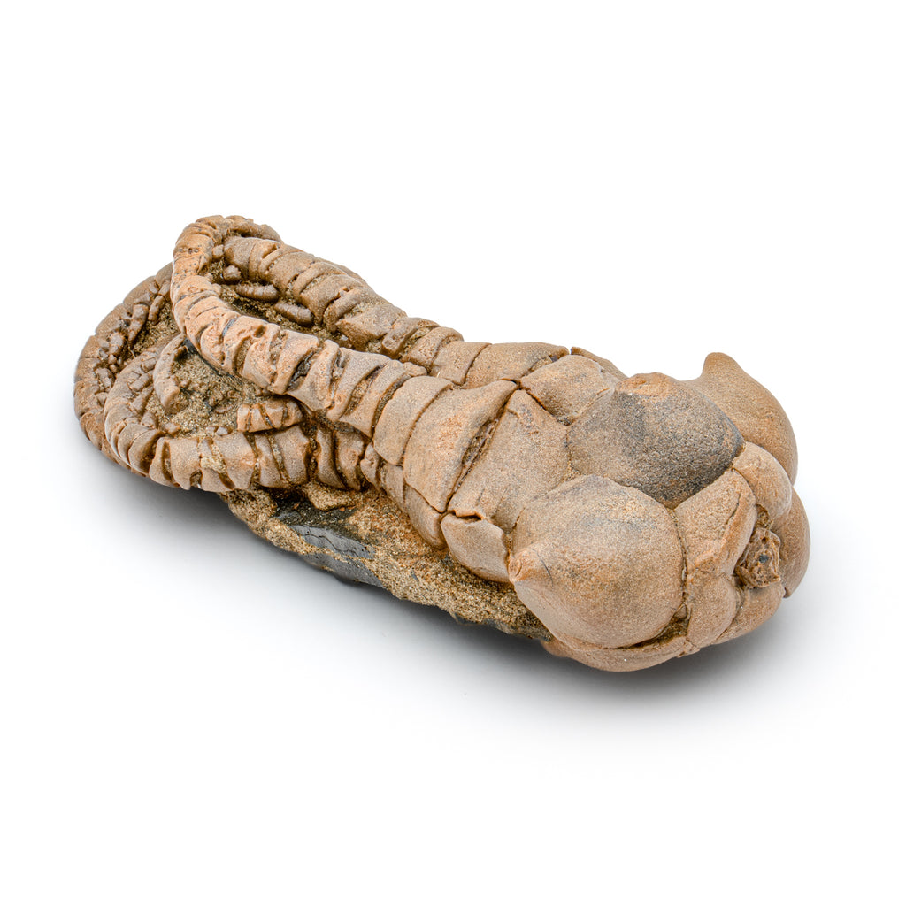 Fossil Crinoid - Jimbacrinus bostocki - SOLD 2.17"