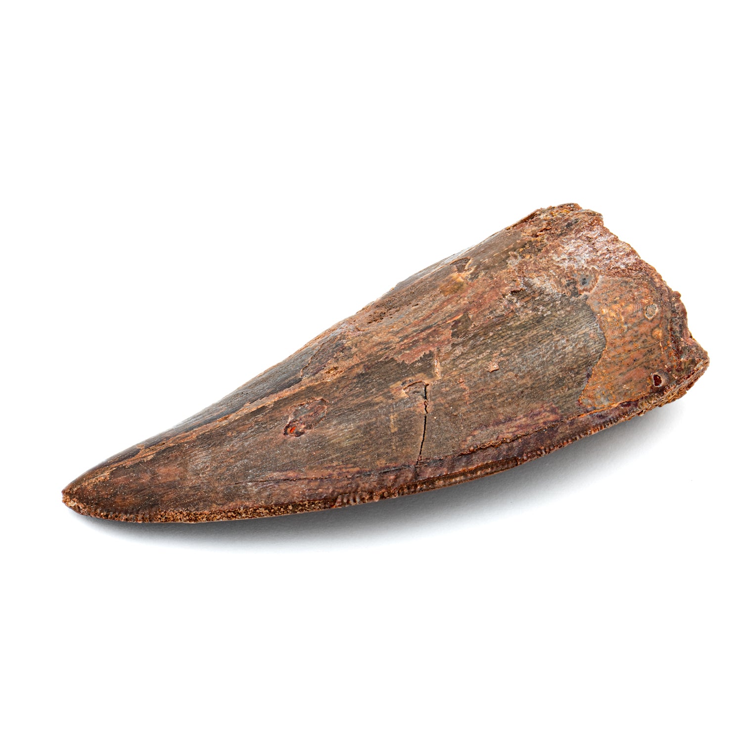 Carcharodontosaurus Tooth - 2.36