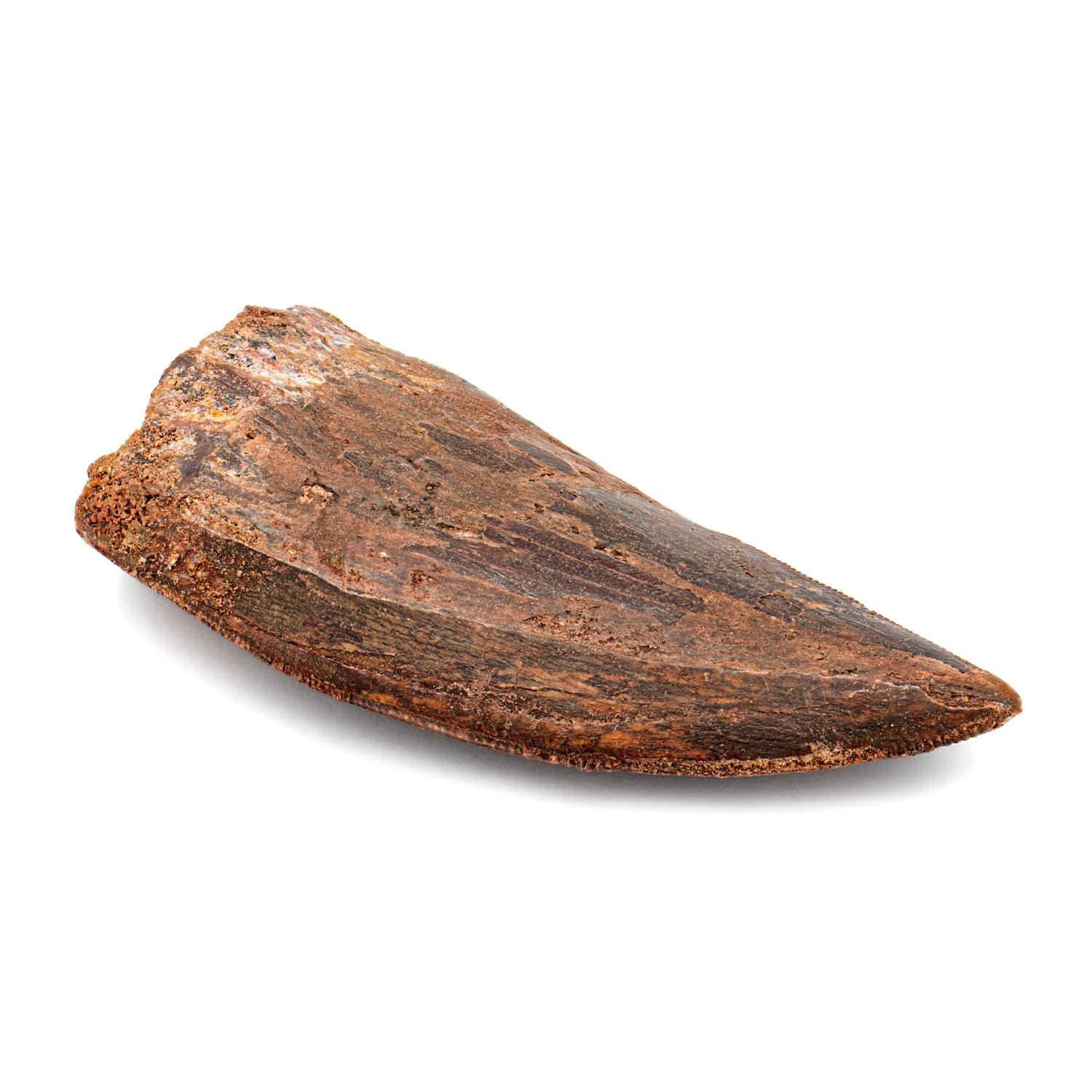 Carcharodontosaurus Tooth - 2.181