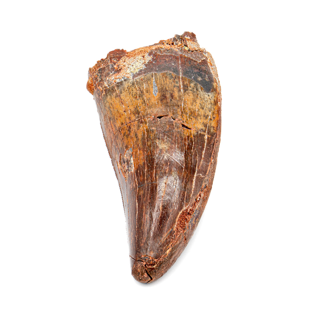 Carcharodontosaurus Tooth - SOLD 2.20"