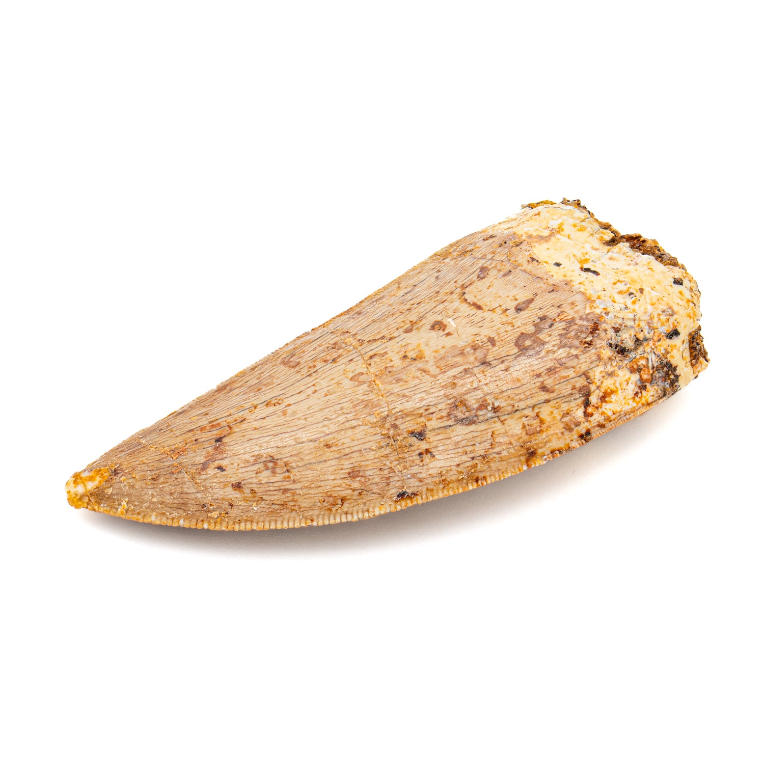 Carcharodontosaurus Tooth - SOLD 2.21