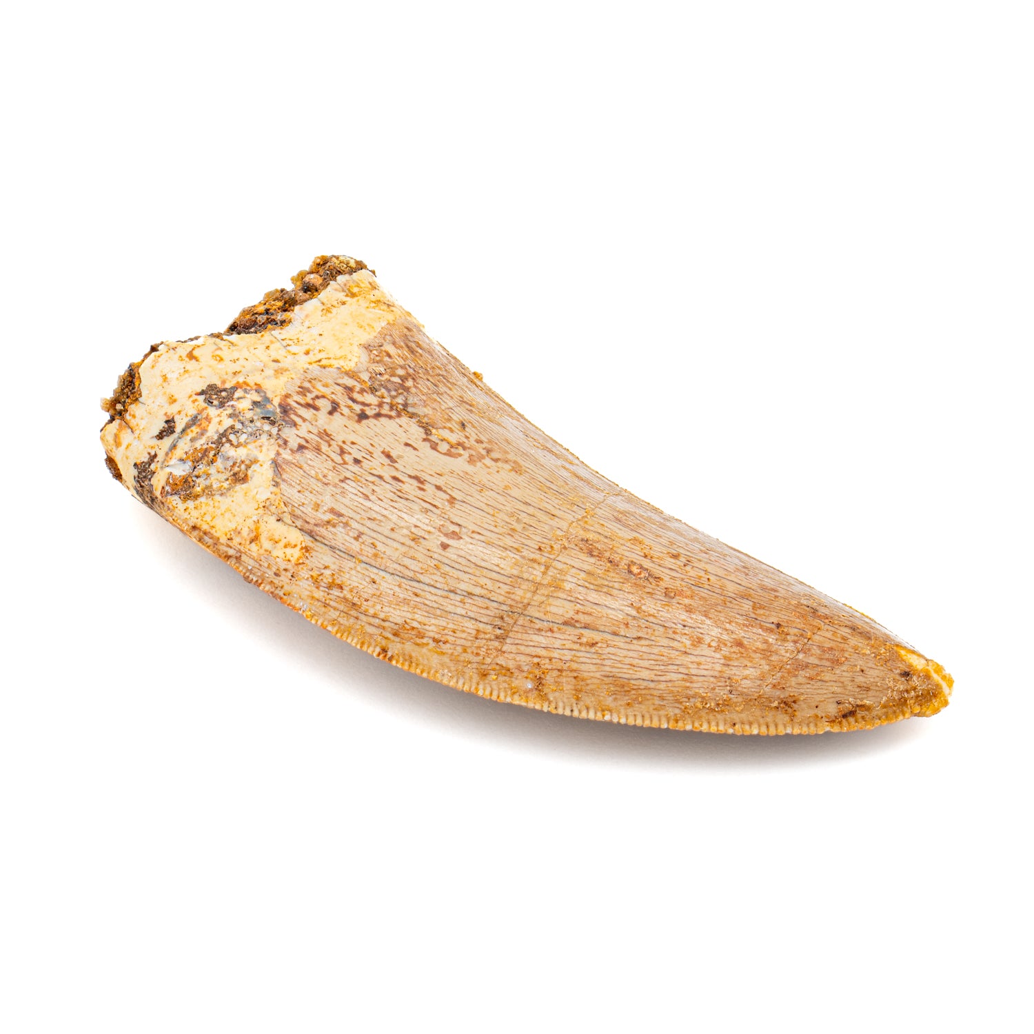 Carcharodontosaurus Tooth - SOLD 2.21