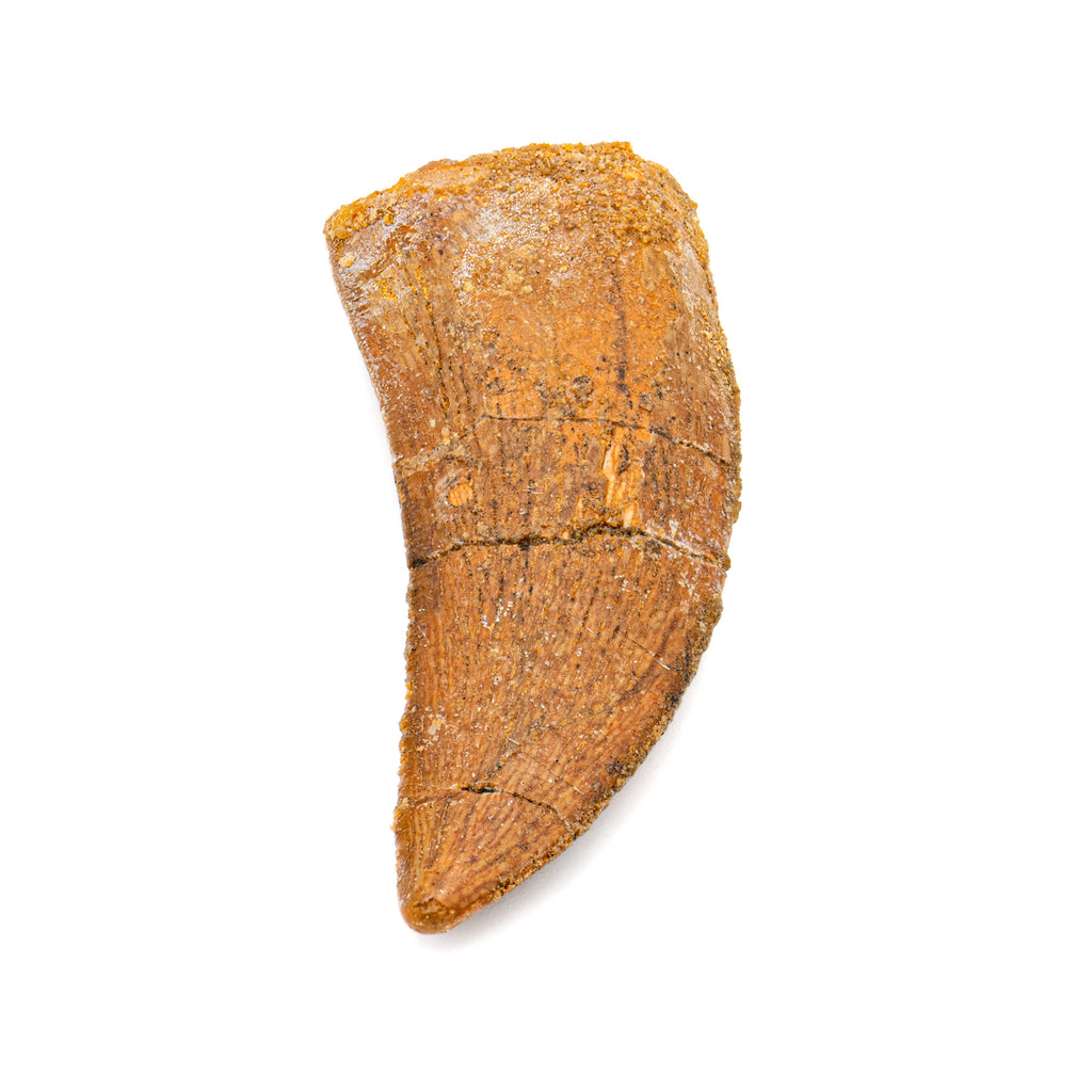 Carcharodontosaurus Tooth - 2.24"