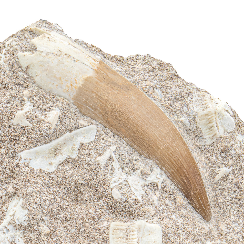 Plesiosaur Tooth in Matrix - 2.25"