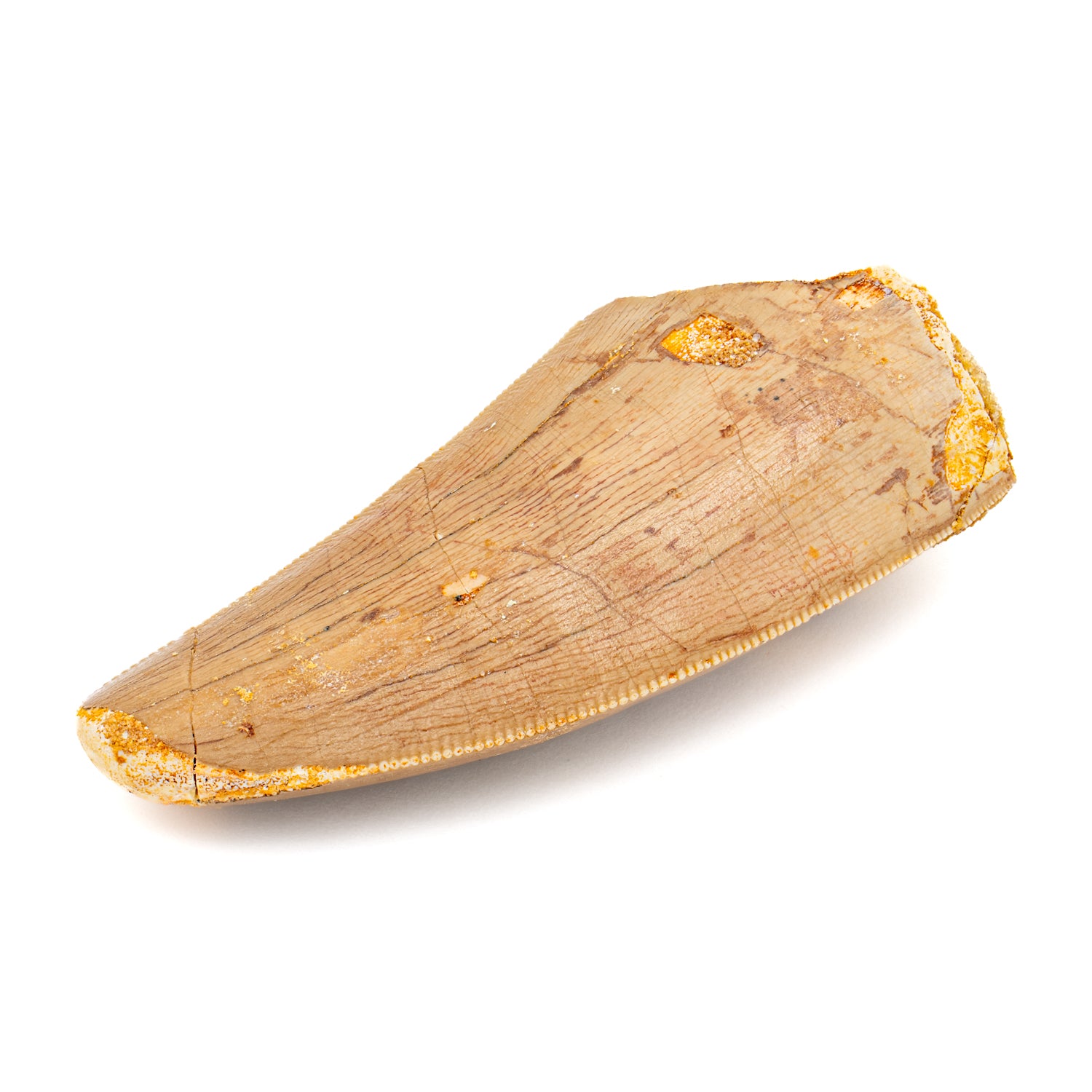 Carcharodontosaurus Tooth - SOLD 2.27