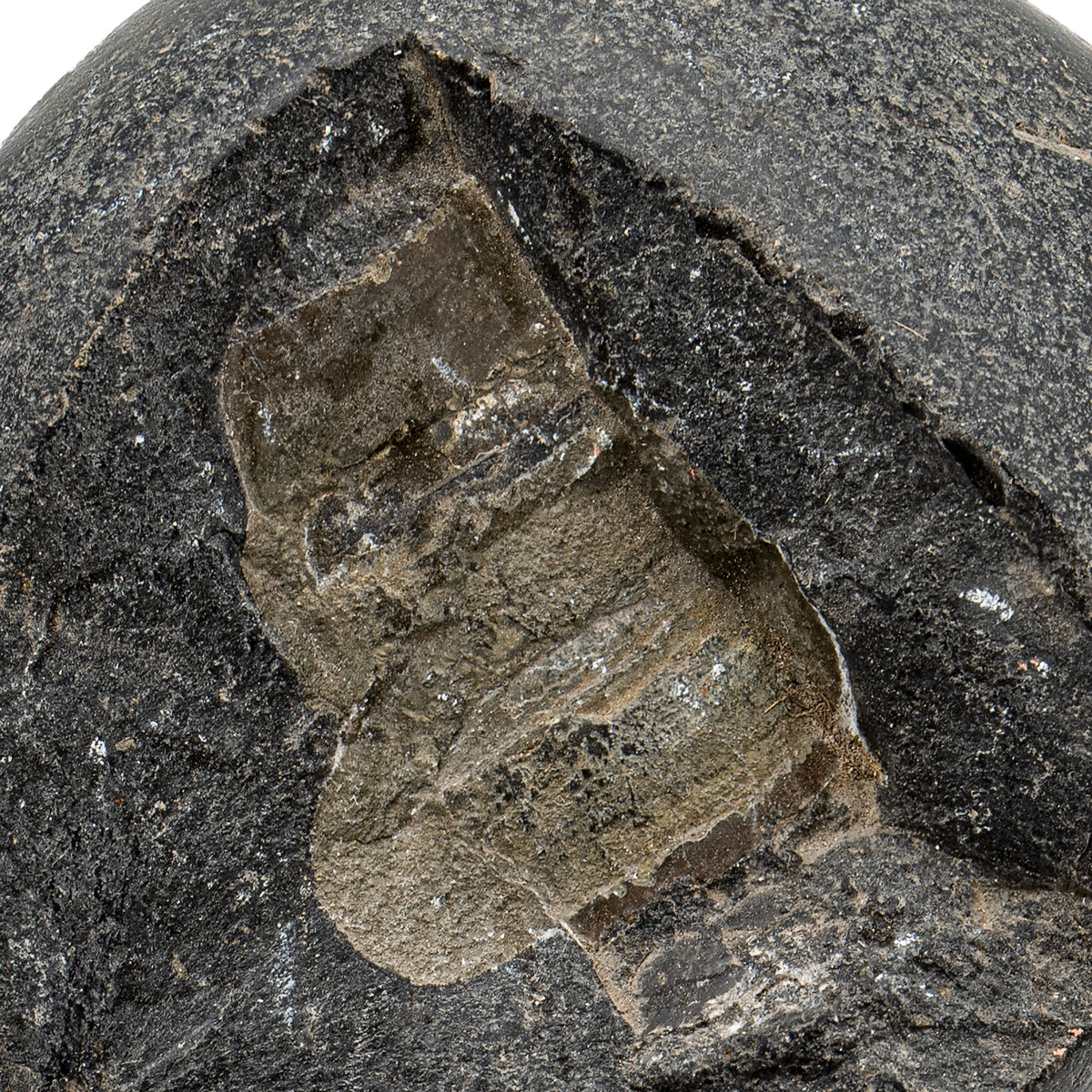 FOSSIL - FOSSIL ナチュラル151 A NEST OF THREE FOSSIL DINOSAUR EGGS, FRANCE | Christie's