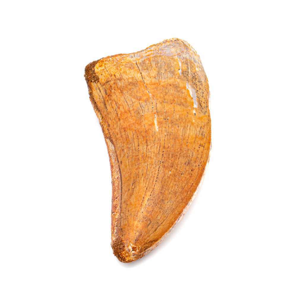 Carcharodontosaurus Tooth - 2.29"