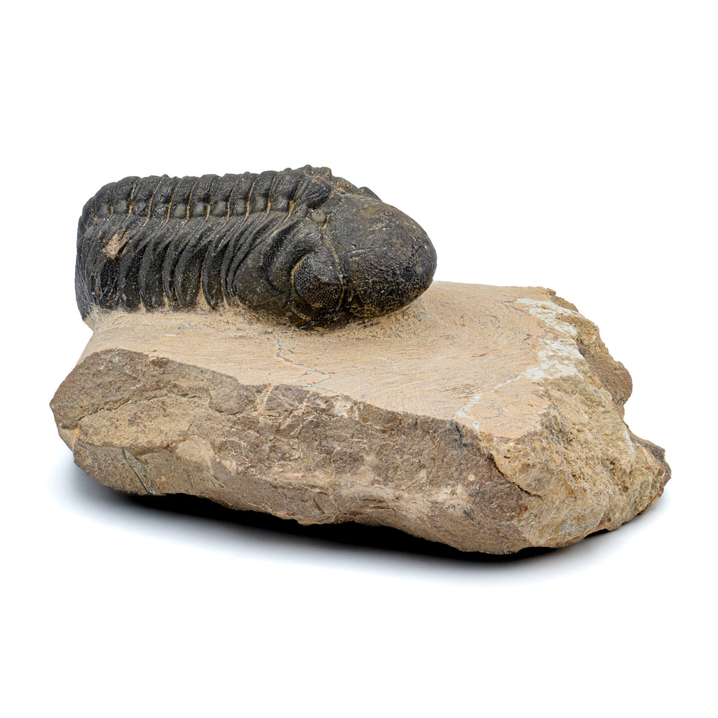 Trilobite - 2.30" SOLD Reedops Fossil