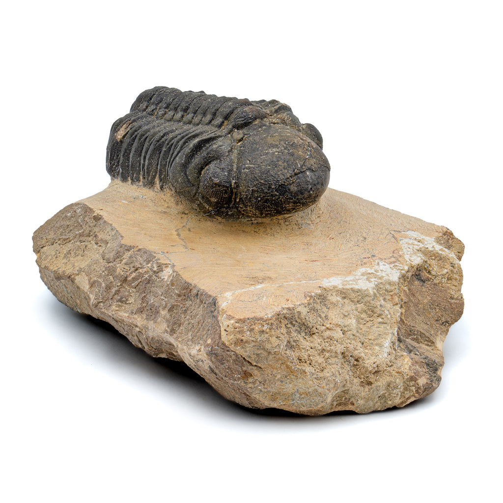 Trilobite - 2.30" Reedops Fossil
