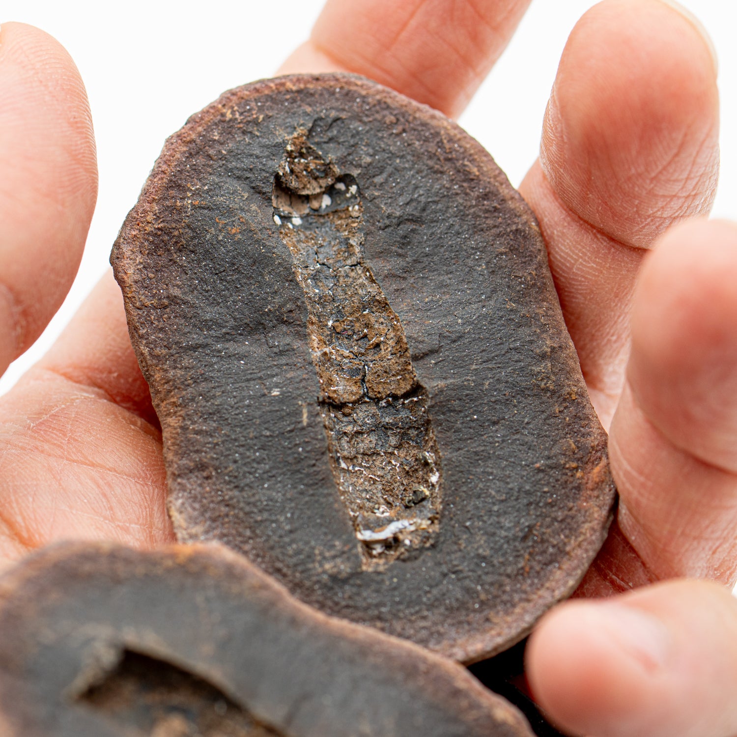鋲ジャン　crust ハードコア　disclose Fossilized Horse or Bison Hoof Core, Port Aransas, TX | Loving