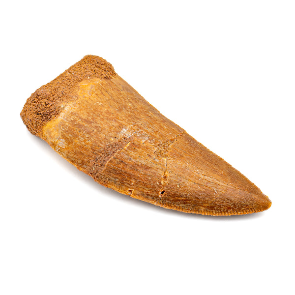 Carcharodontosaurus Tooth - SOLD 2.36