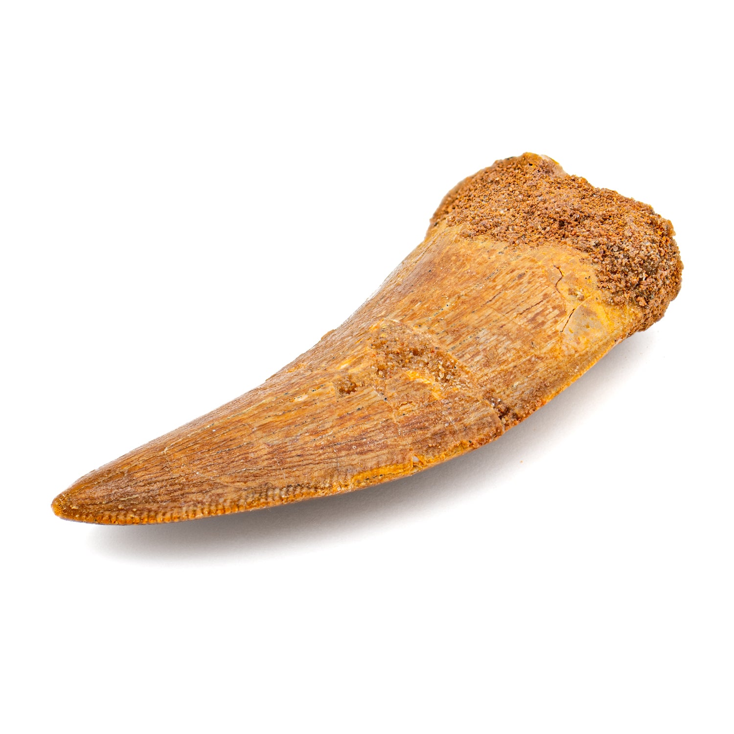 Carcharodontosaurus Tooth - SOLD 2.36