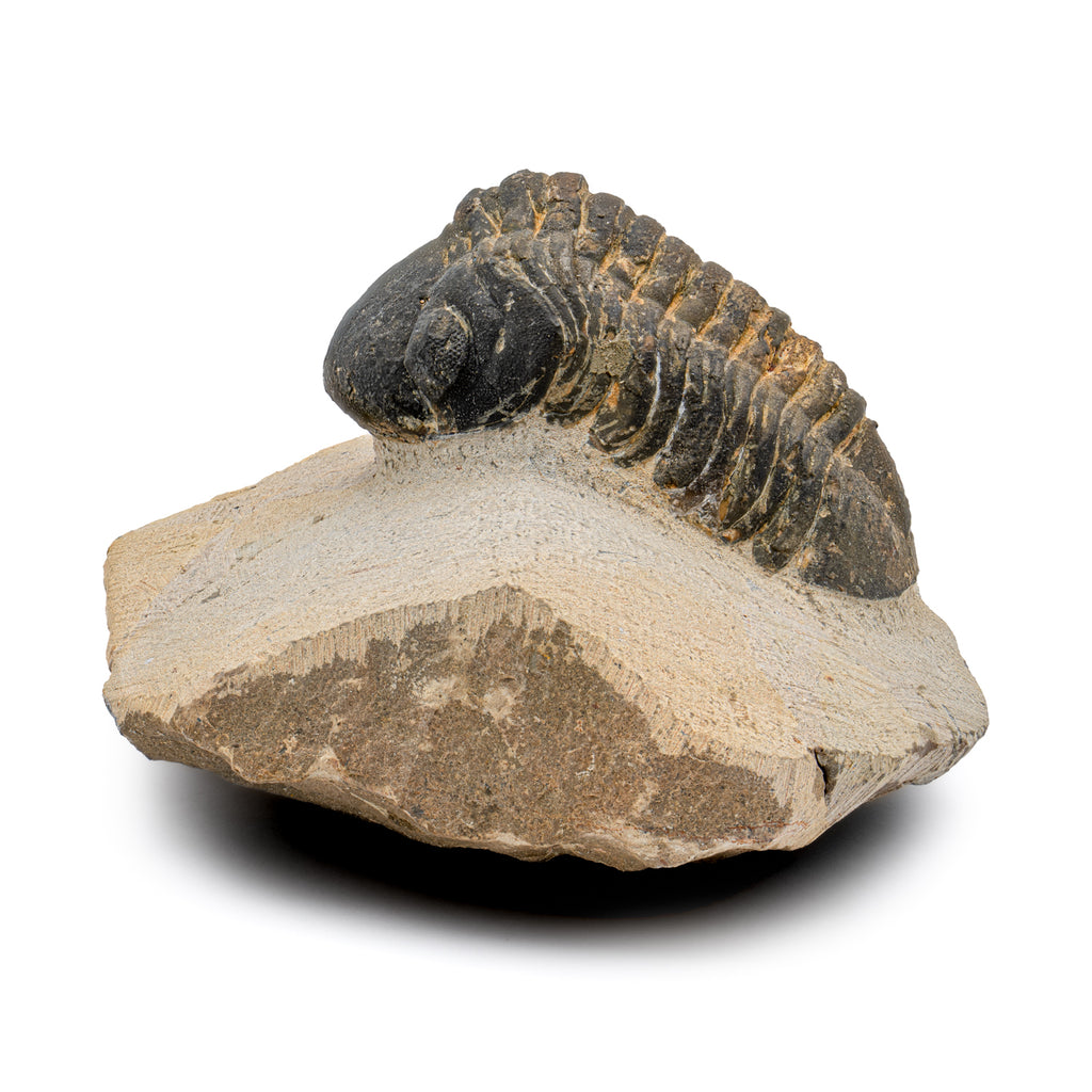 Trilobite - SOLD 2.36" Reedops Fossil