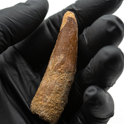 Spinosaurus Tooth - 2.363