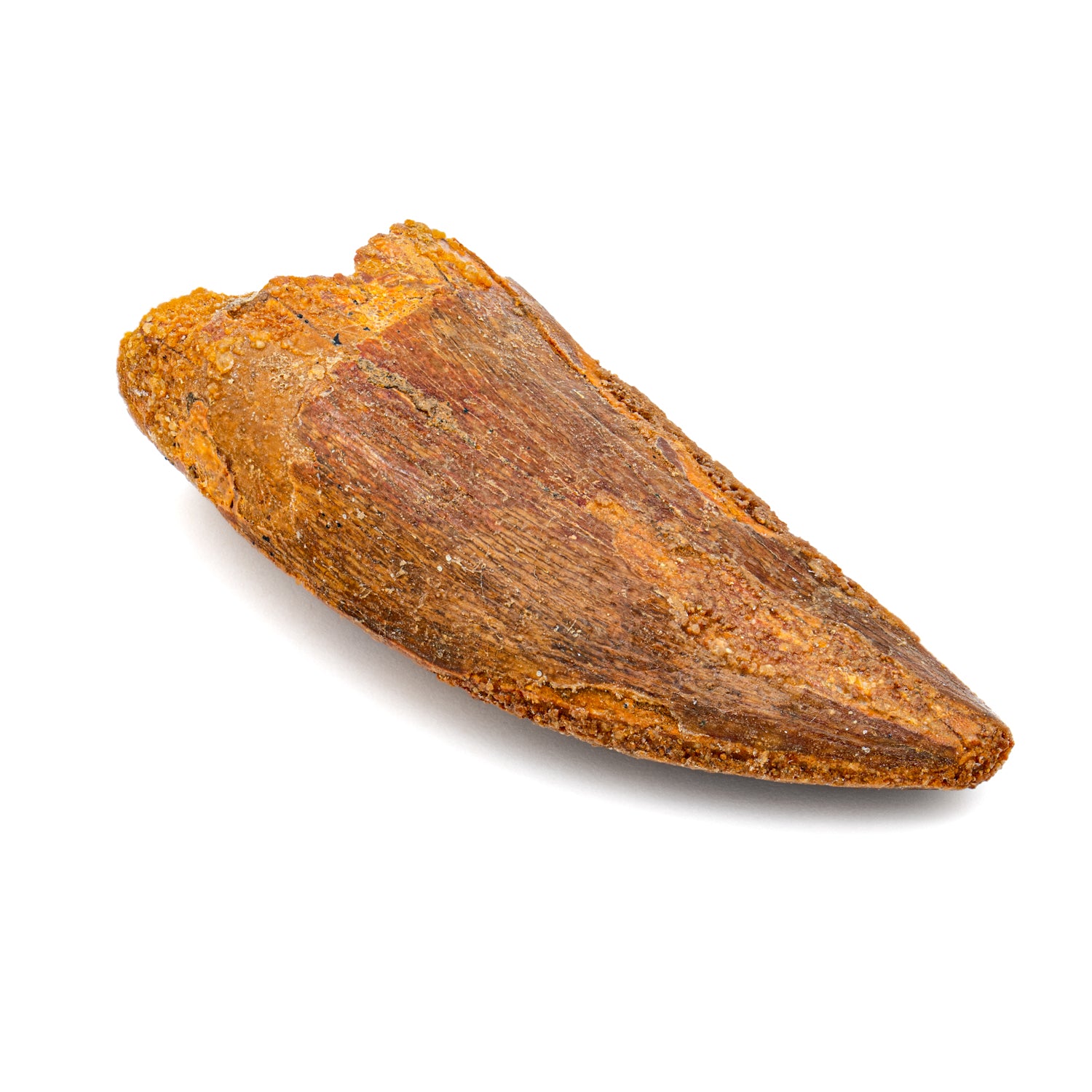 Carcharodontosaurus Tooth - 2.36