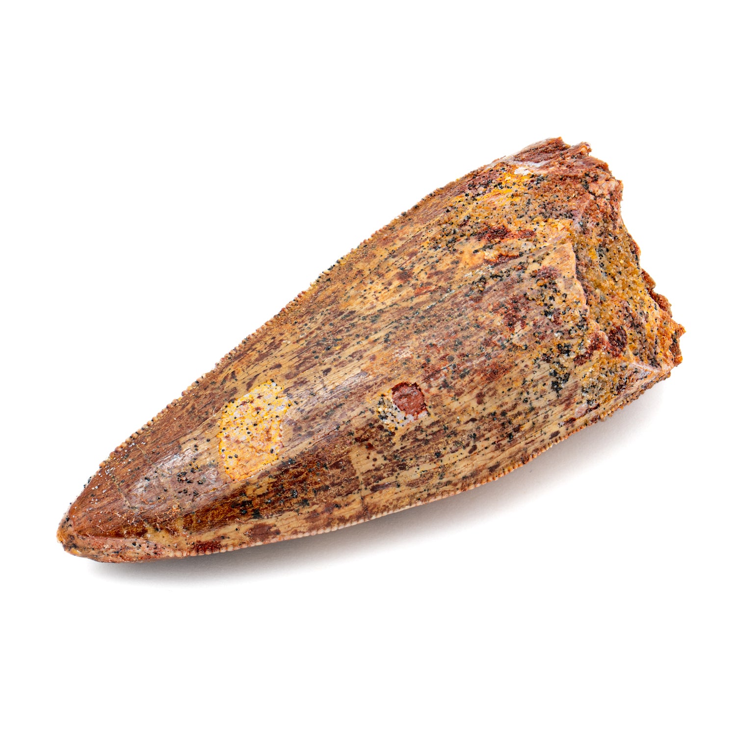 Carcharodontosaurus Tooth - 2.378