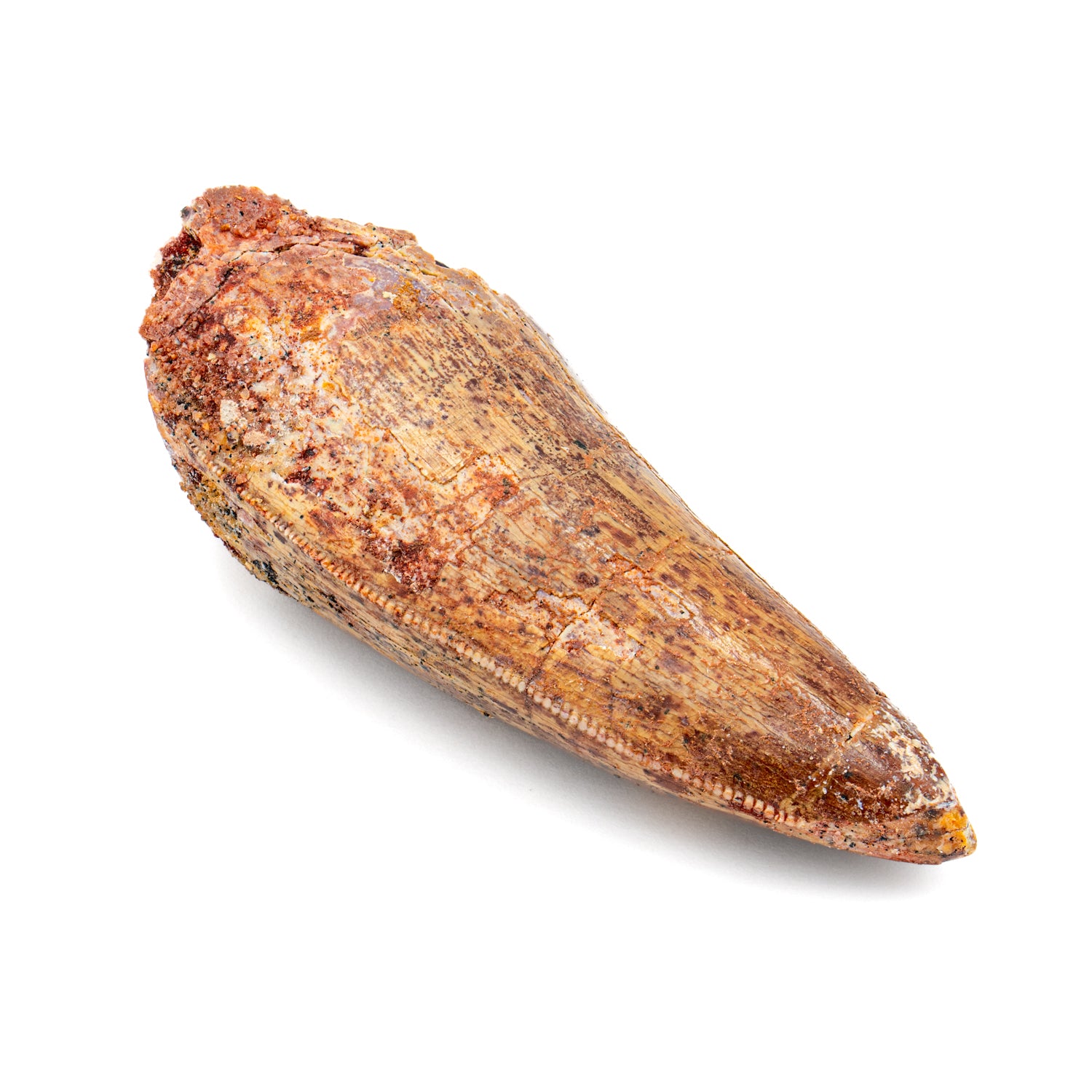 Carcharodontosaurus Tooth - 2.378