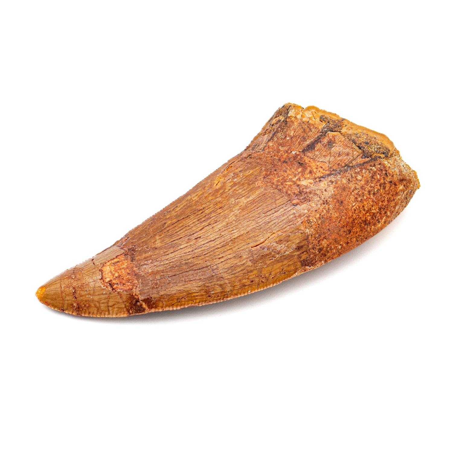 Carcharodontosaurus 実物歯化石 歳三 Carcharodontosaurus Tooth - SOLD 2.38
