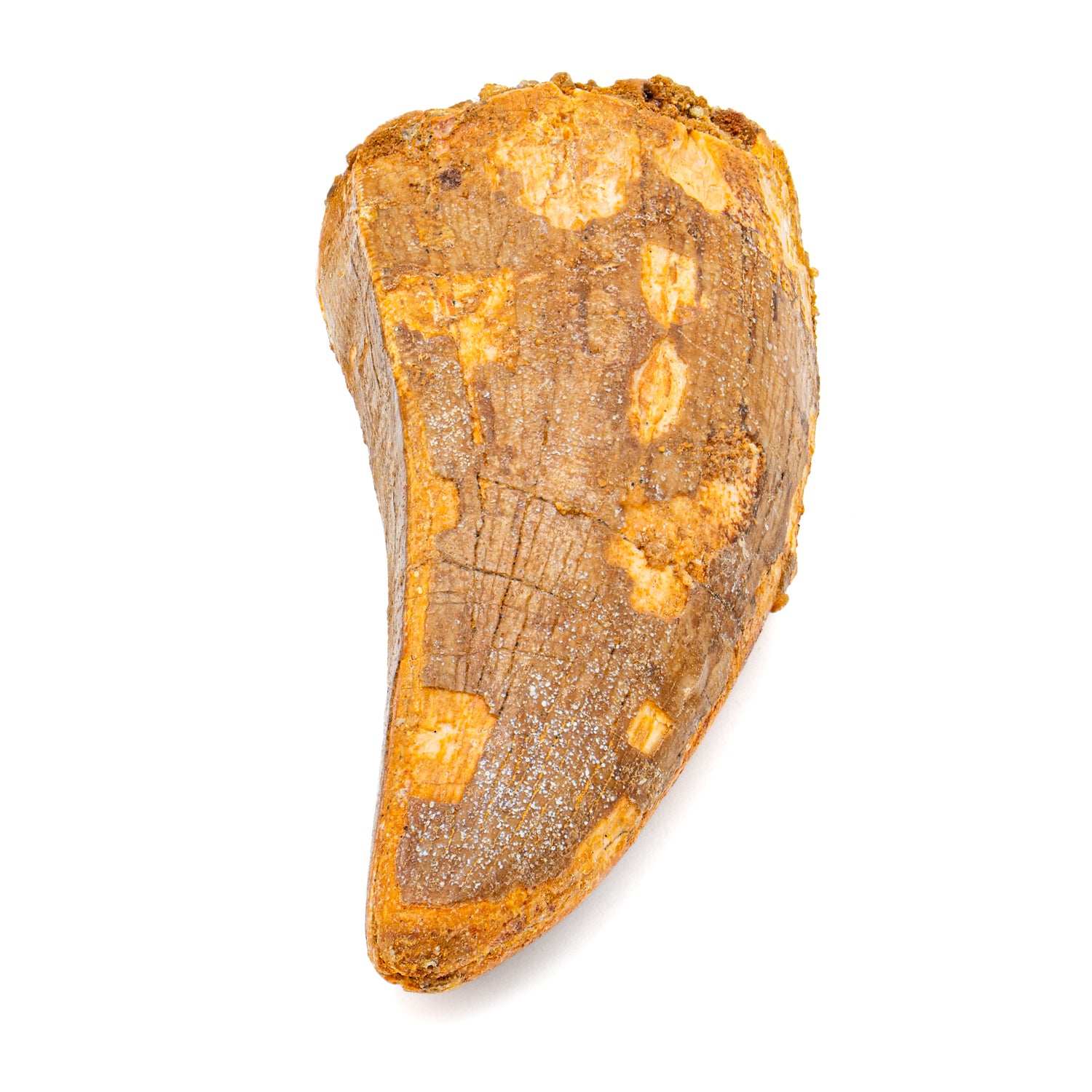 Carcharodontosaurus Tooth - 2.386