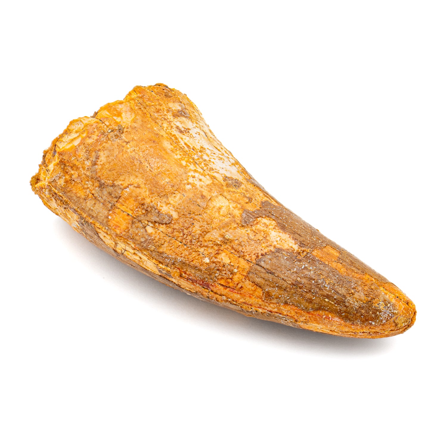 Carcharodontosaurus Tooth - 2.386