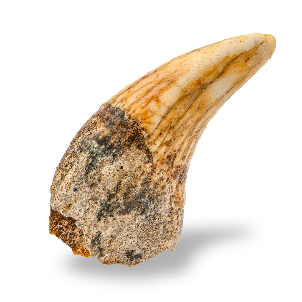 Cave Bear Tooth - SOLD 2.38" (Incisor)