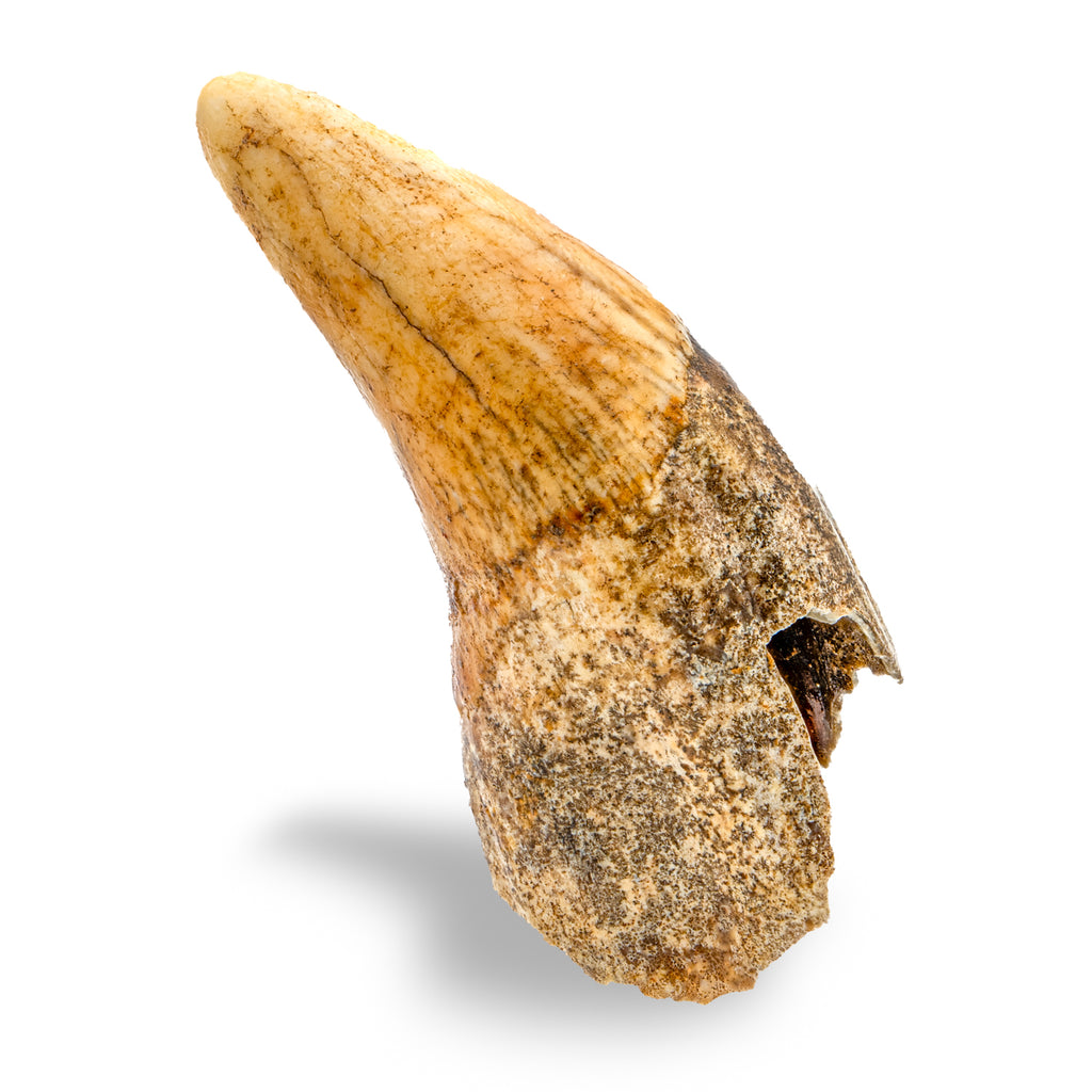 Cave Bear Tooth - SOLD 2.38" (Incisor)