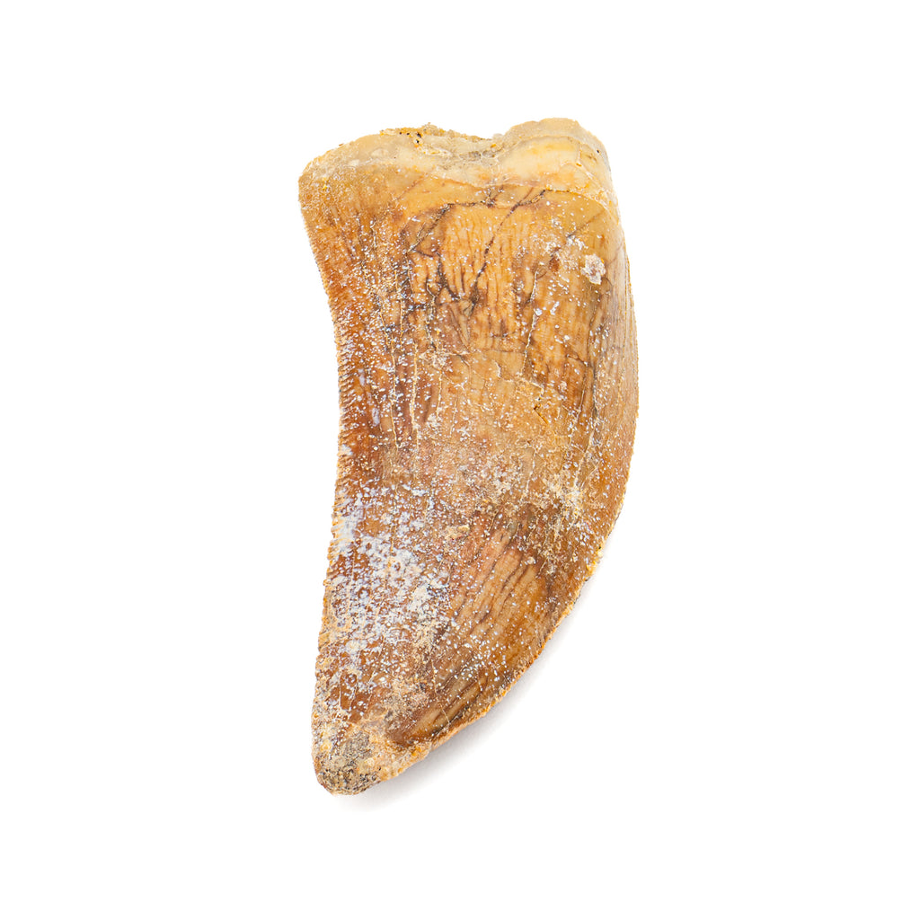 Carcharodontosaurus Tooth - 2.39"
