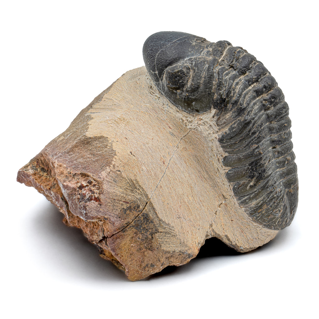 Trilobite - SOLD 2.47" Reedops Fossil