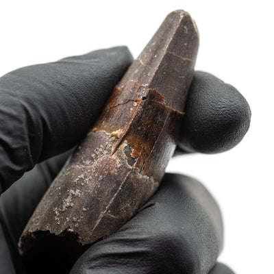 Spinosaurus Tooth - 2.478