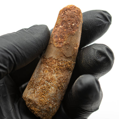 Spinosaurus Tooth - 2.494