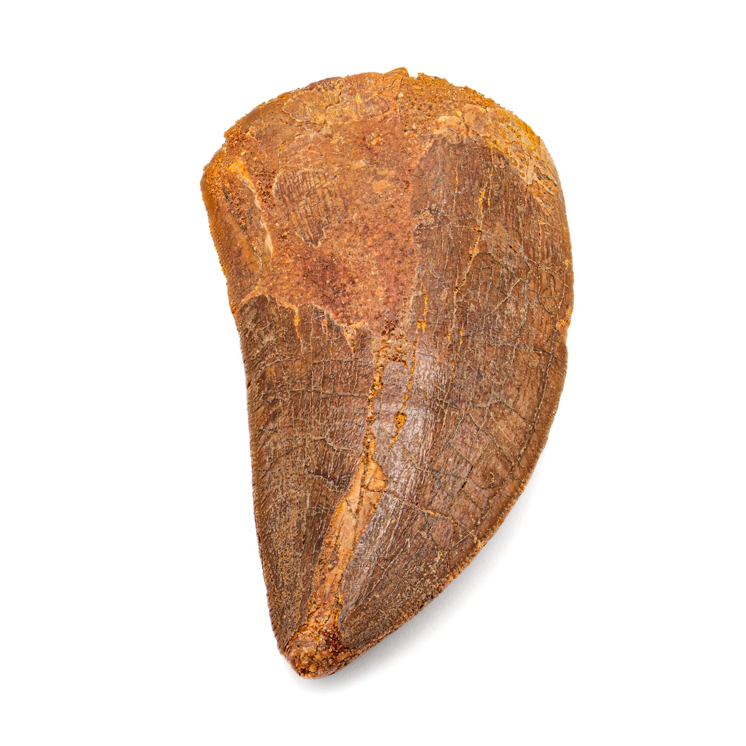 Carcharodontosaurus 実物歯化石 歳三 Carcharodontosaurus Tooth - SOLD 2.49