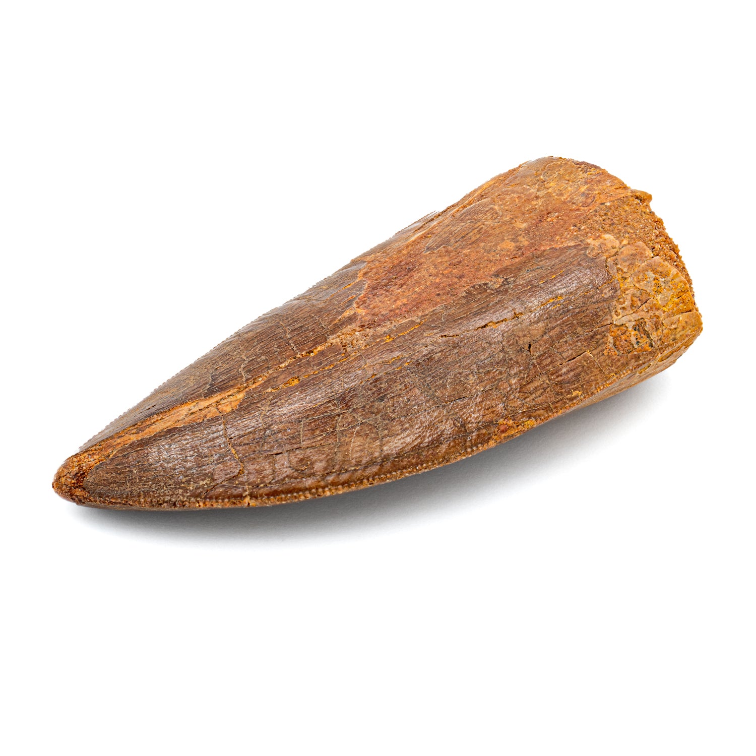 Carcharodontosaurus Tooth - SOLD 2.49