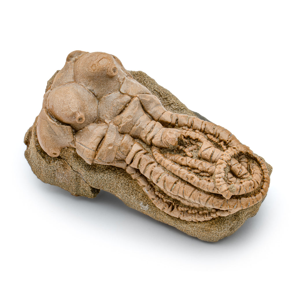 Fossil Crinoid - Jimbacrinus bostocki - SOLD 2.50"