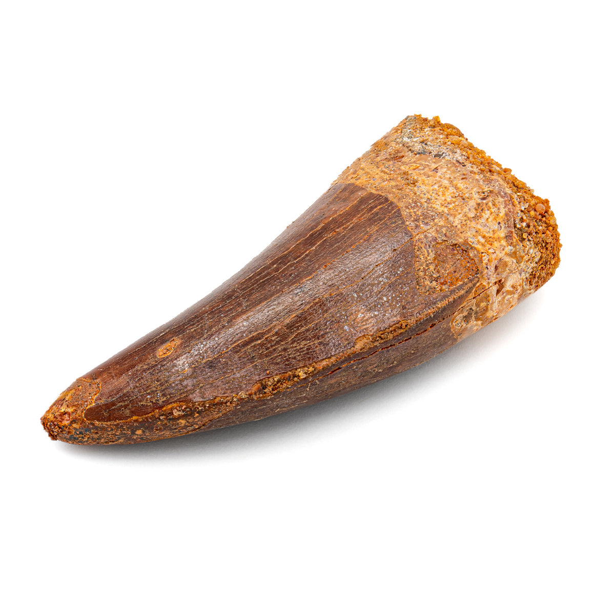 Carcharodontosaurus Tooth - SOLD 2.50